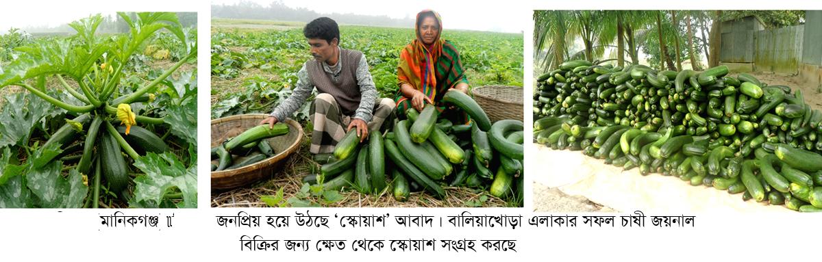 মানিকগঞ্জে জনপ্রিয় হয়ে উঠছে ‘স্কোয়াশ’ আবাদ