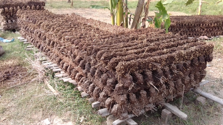 গোবর: সাধারণ কিন্তু সম্ভাবনাময়