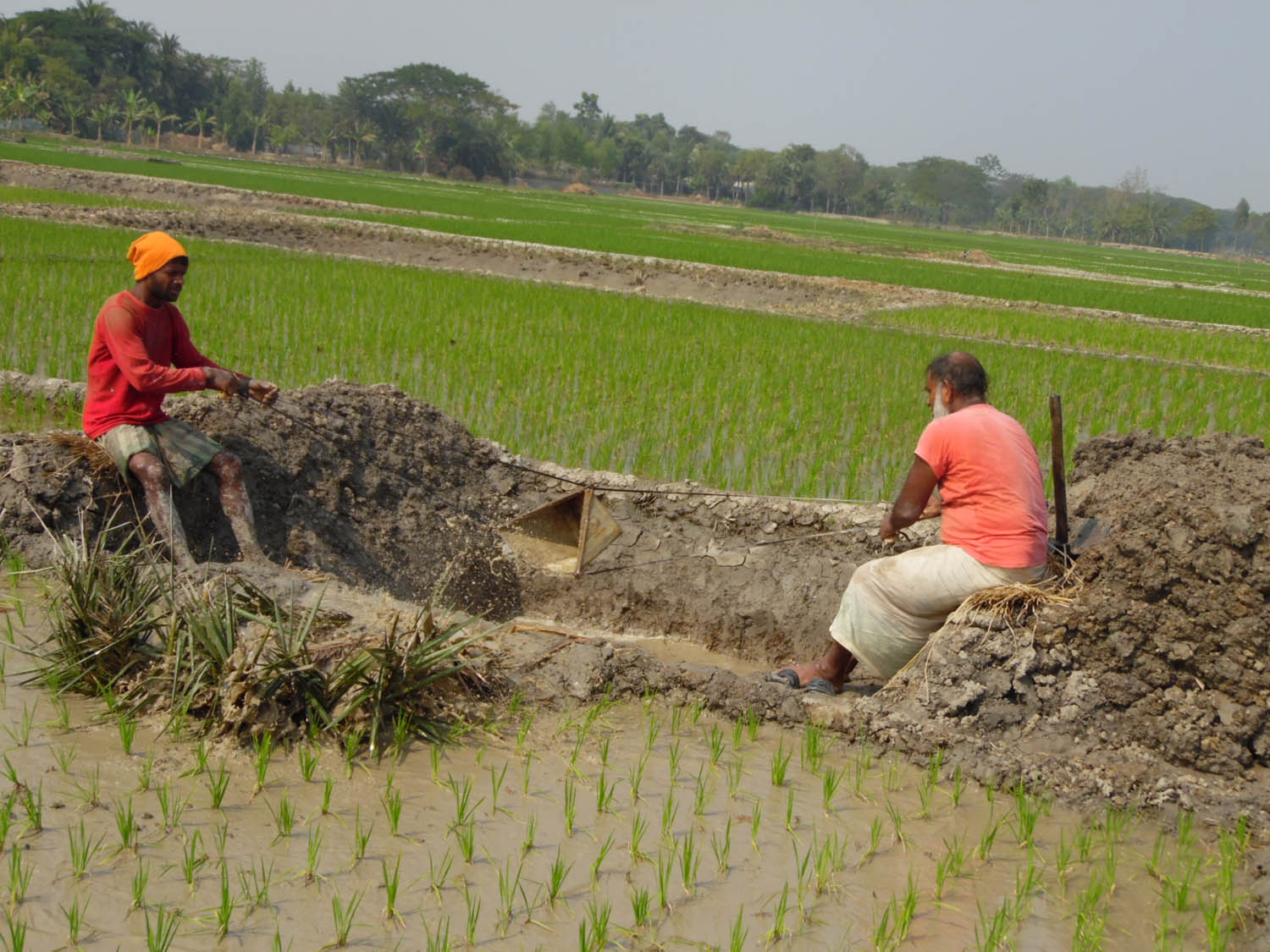 লবণ মাটিতে কুয়া পদ্ধতির চাষ