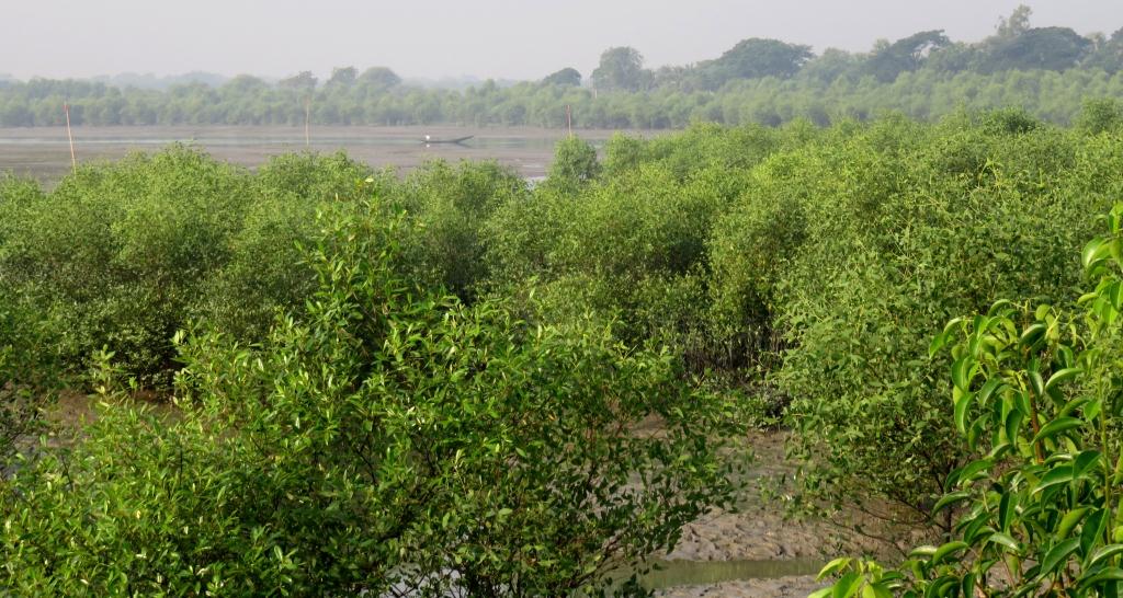 সুন্দরবনকে ভালোবাসি