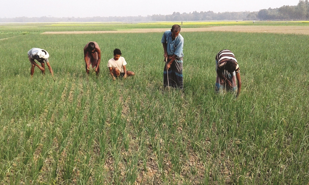 পেঁয়াজে স্বপ্ন বুনছেন মানিকগঞ্জের কৃষকরা