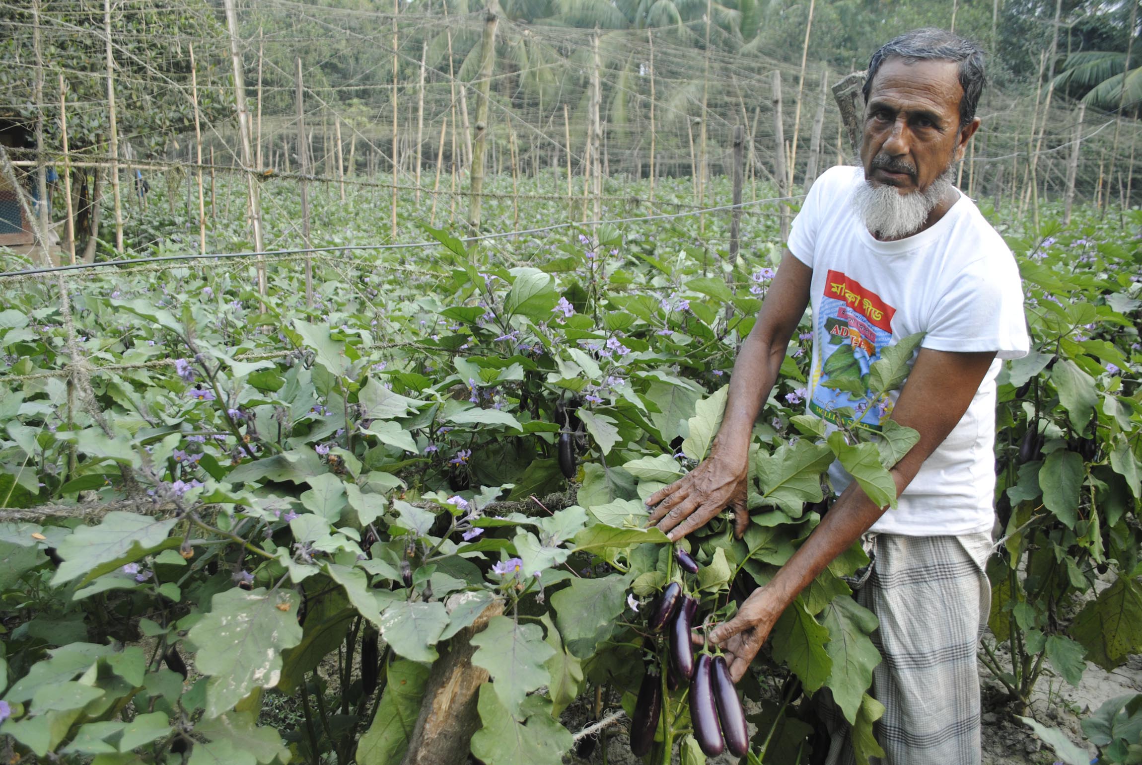 থোক বিলাসী