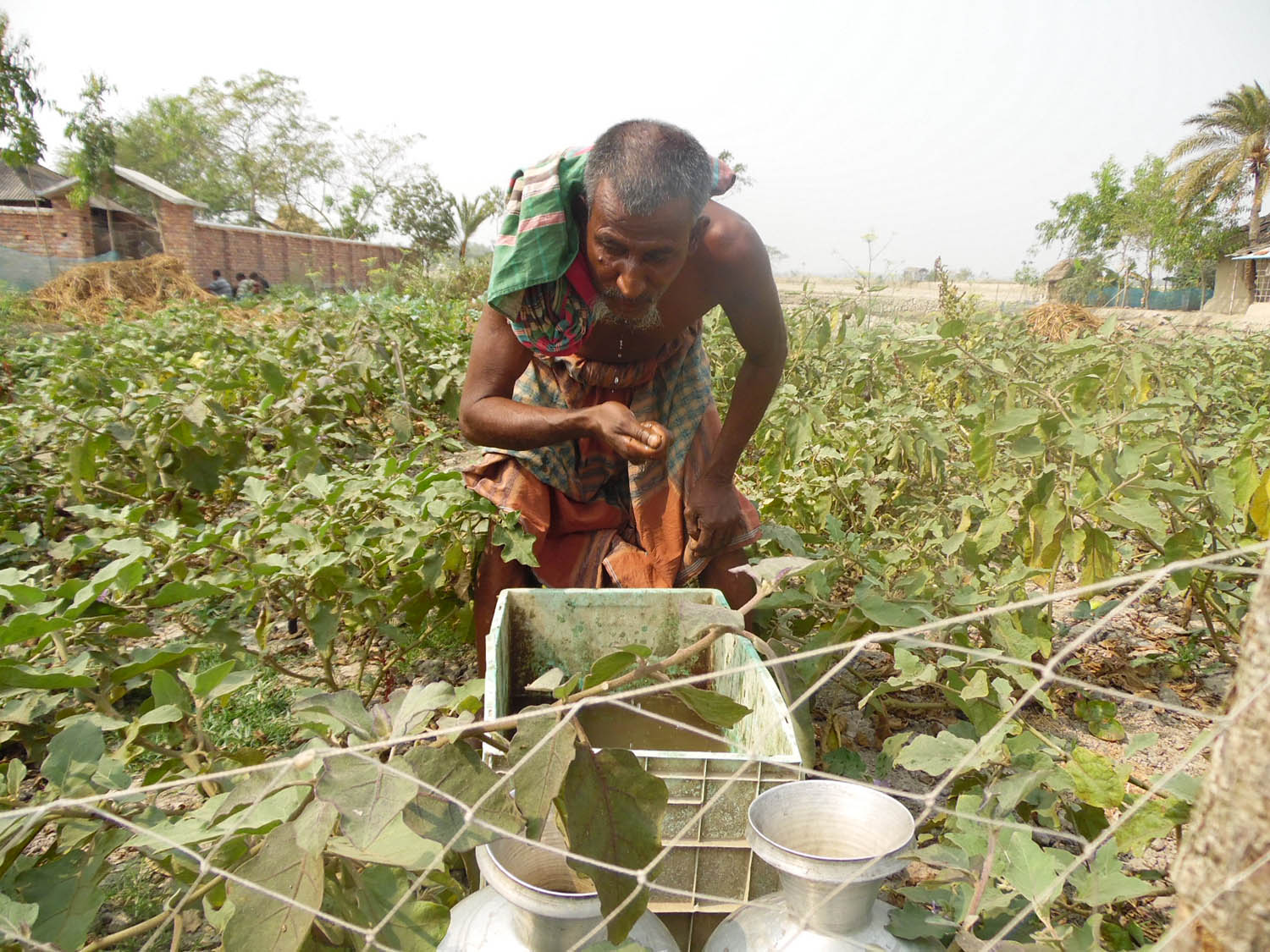 যত্নে নোনা পানিতেও ফসল ফলে