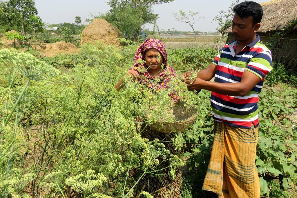 গাবুরার কৃষি জীবন পুনরুদ্ধারে কৃষকের প্রচেষ্টা