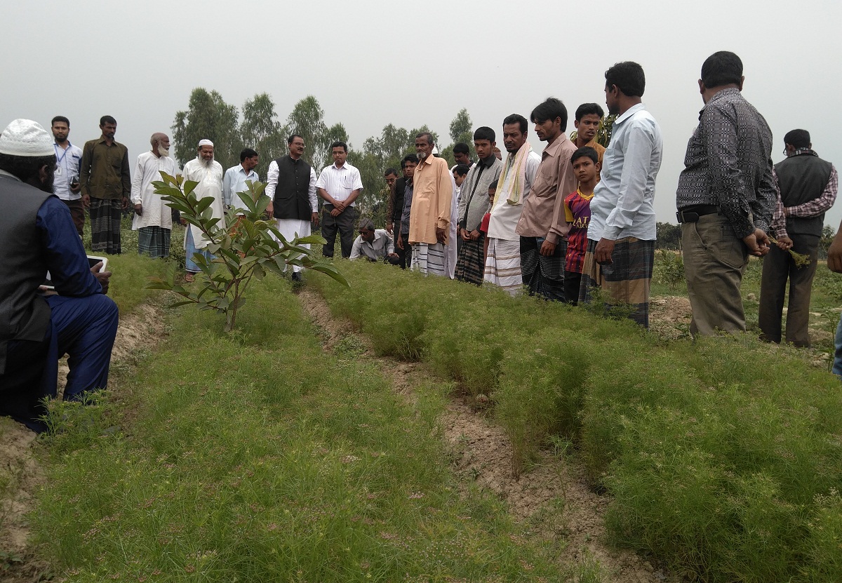 বরেন্দ্র অঞ্চলে জিরা মসলা চাষের সফলতা