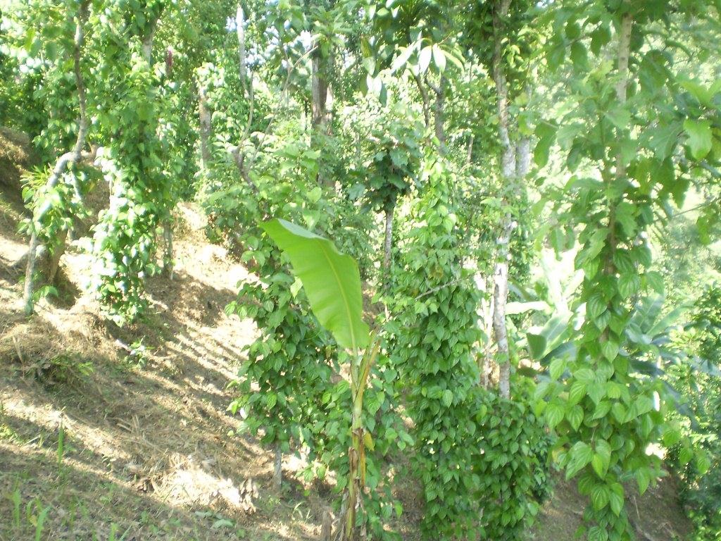 একটি খাসি পুঞ্জি (গ্রাম) এবং জীবিকা ও পরিবেশ সুরক্ষায় খাসিদের সংগ্রাম