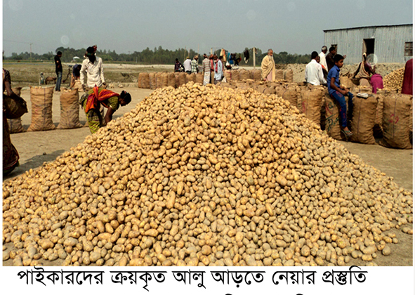 ঘিওরে আলুর বাম্পার ফলনেও হাসি নেই কৃষকের মুখে