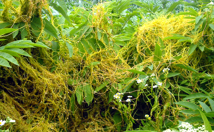 ওগো স্বর্ণলতা