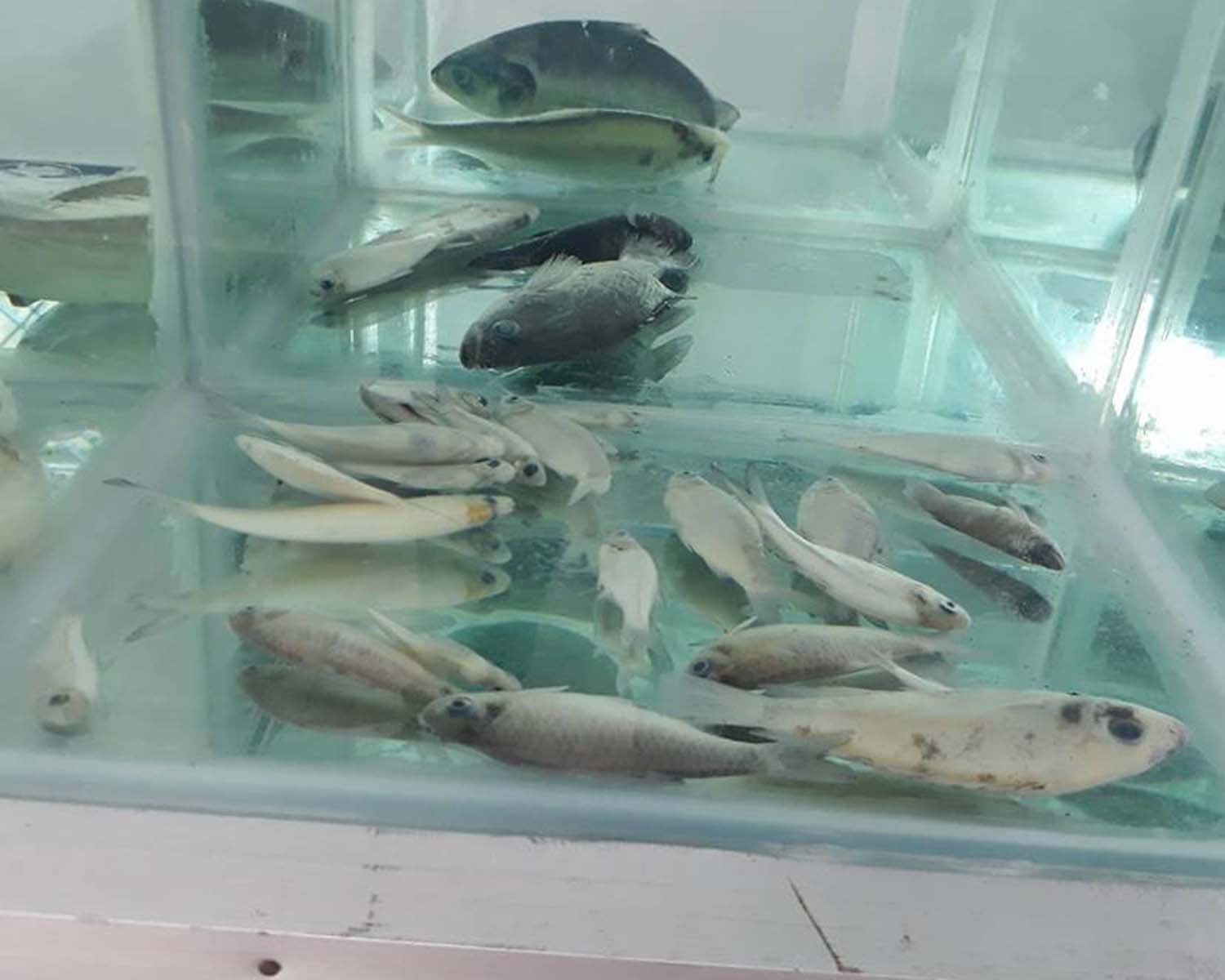 শ্যামনগরের মৎস্য জাদুঘর