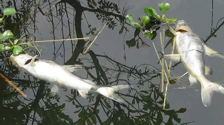 দূর্যোগ-দূর্ভোগে হাওরের মানুষ