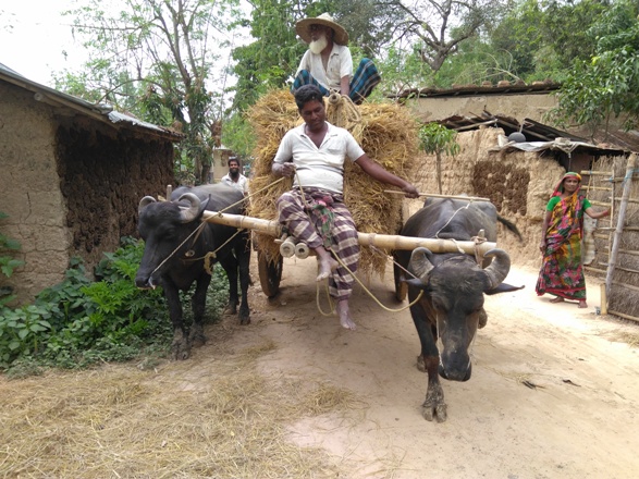 বরেন্দ্র অঞ্চলের কৃষিব্যবস্থায় মহিষ একটি অত্যাবশ্যকীয় অনুষঙ্গ
