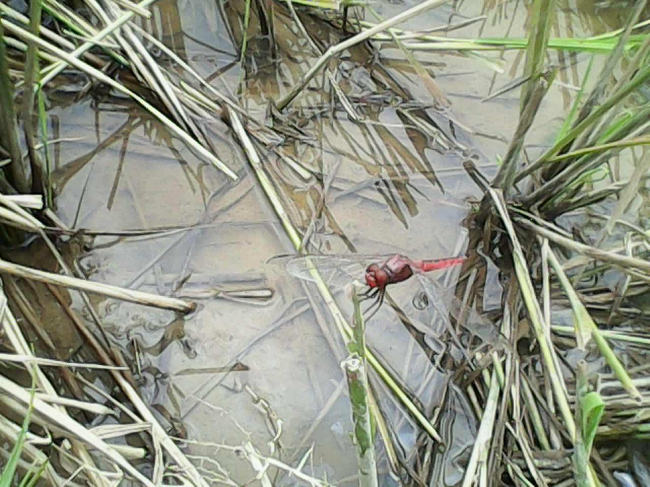 লোকায়ত প্রাকৃতিক ঘটনার পূর্বাভাস