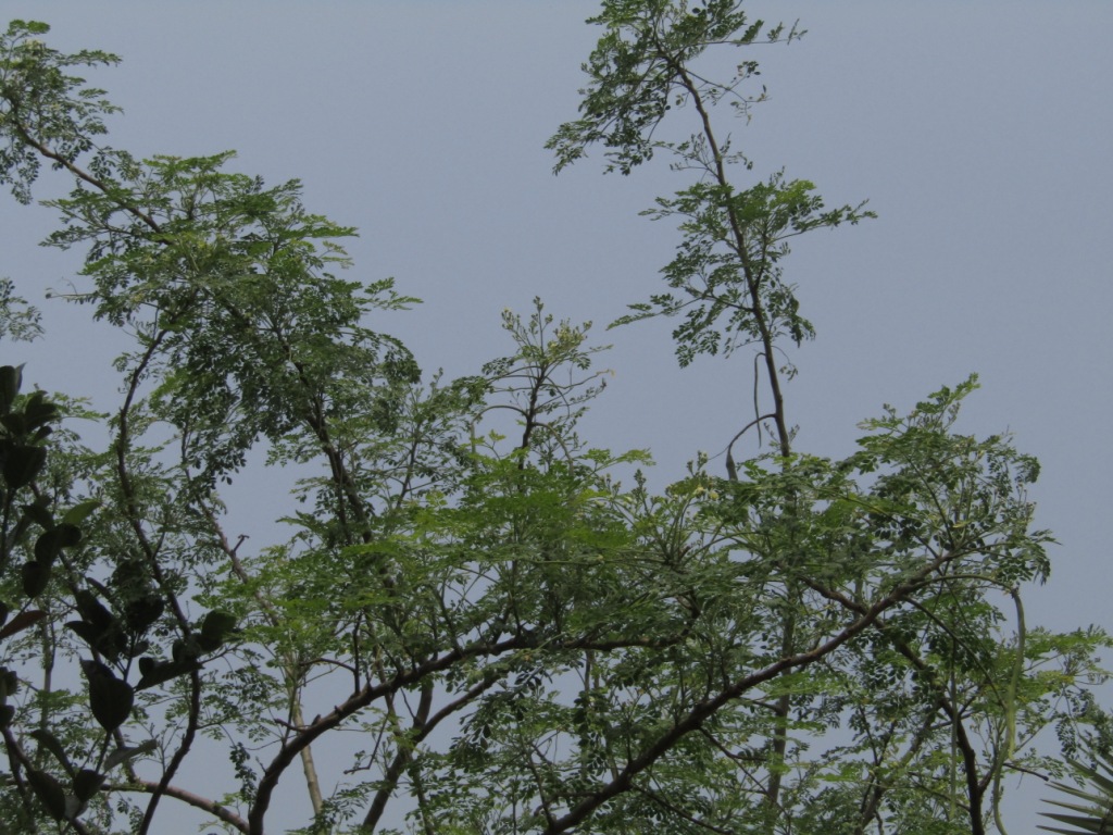 সজিনা : বরেন্দ্র্র অঞ্চল উপযোগি খাদ্য ও ঔষধি বৃক্ষ