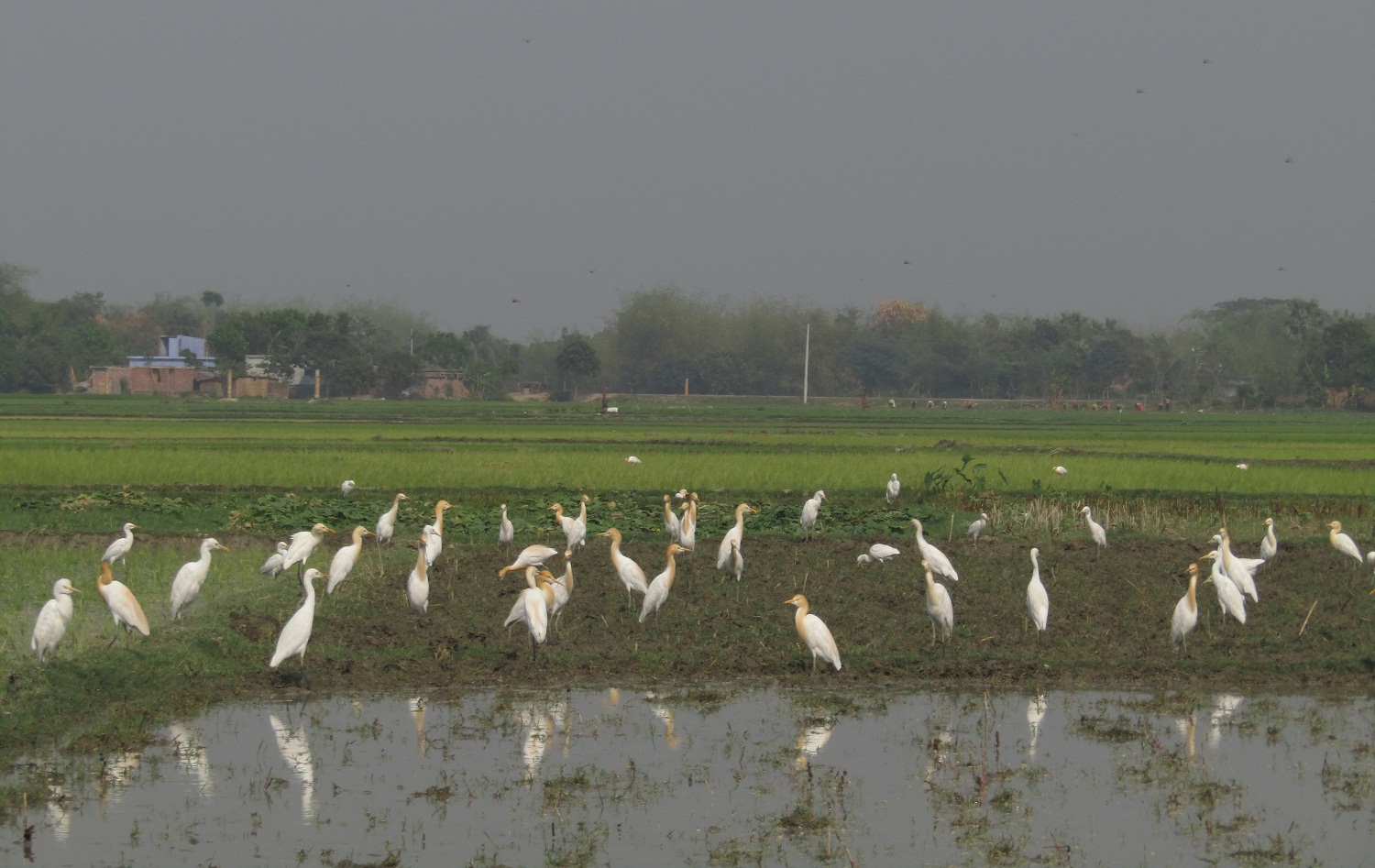এসো প্রাণ প্রকৃতির গল্প শুনি
