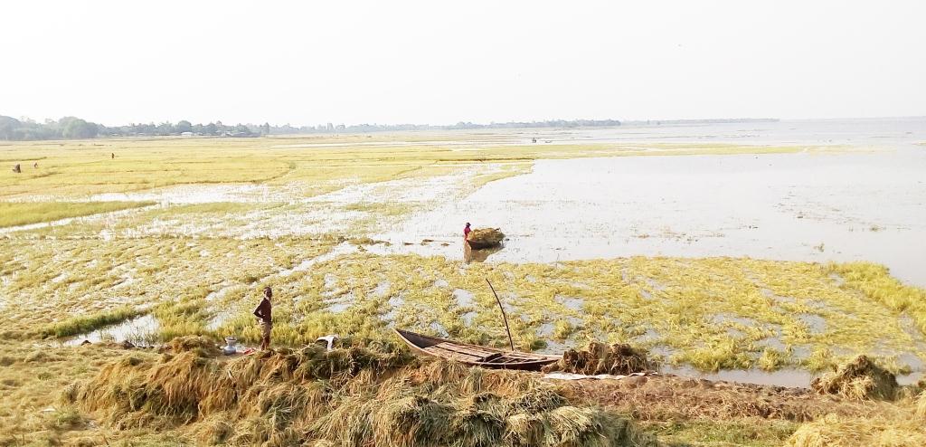 তানোরে উজানের ঢলে ডুবছে কৃষকের ফসল: ফসল রক্ষার উদ্যোগ নিন