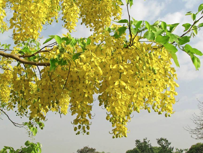 প্রকৃতিতে সোনালু কমে যাচ্ছে