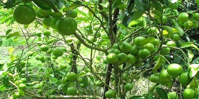 বিশ্ব বাজারে মানিকগঞ্জের ঘিওরের লেবু