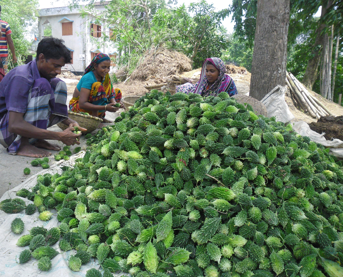 মানিকগঞ্জে উচ্ছে চাষে স্বাবলম্বী ২০০ কৃষক