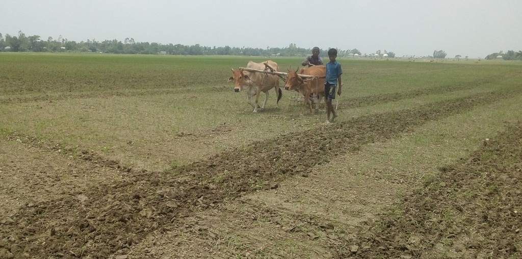 বোনা পদ্ধতিতে আউশ ধান চাষ: চরের প্রধান ধান মৌসুম