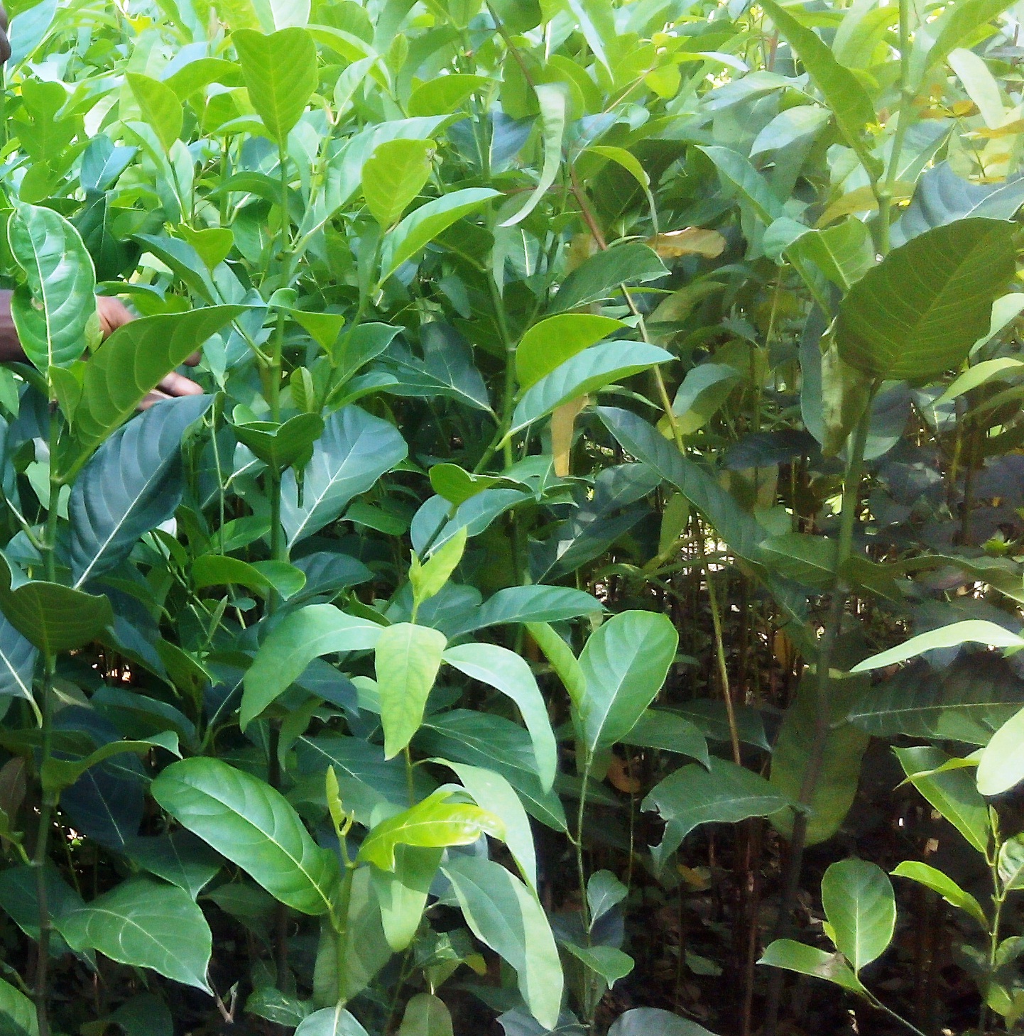 নার্সারি করে সফল বাচ্চু মিয়া