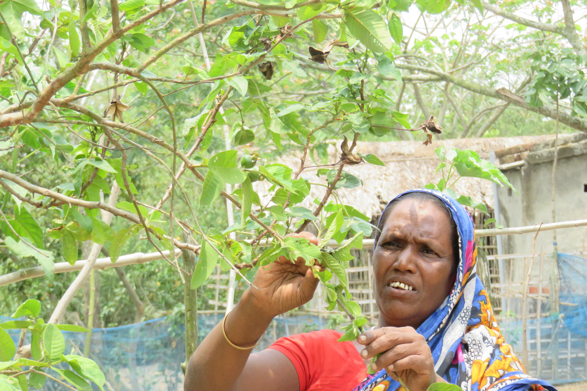 গাবুরার লবণাক্ত পরিবেশে ফরিদার কৃষি উদ্যোগ