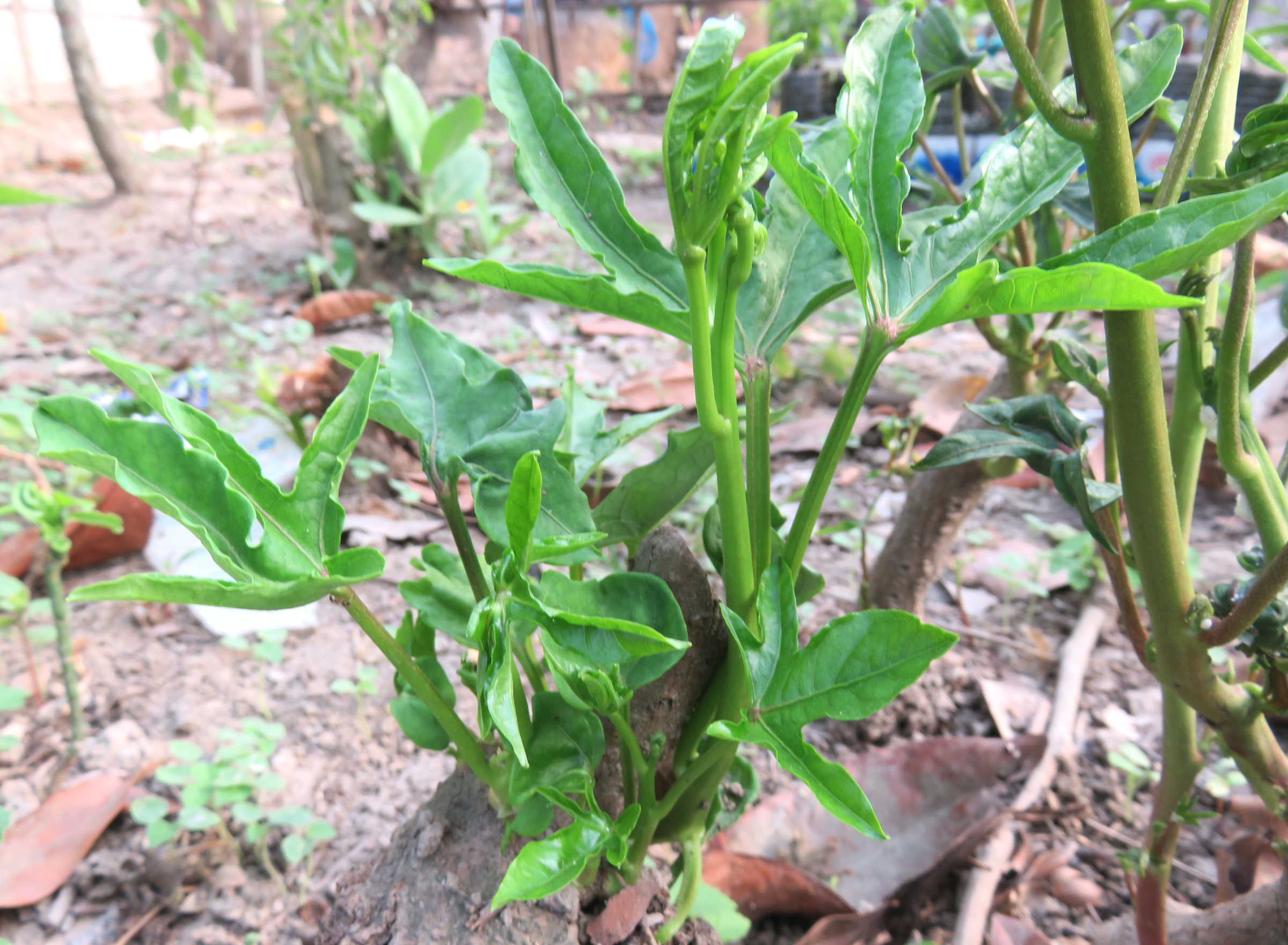 ভেষজ চিকিৎসায় ‘ভুঁইকুমড়া’