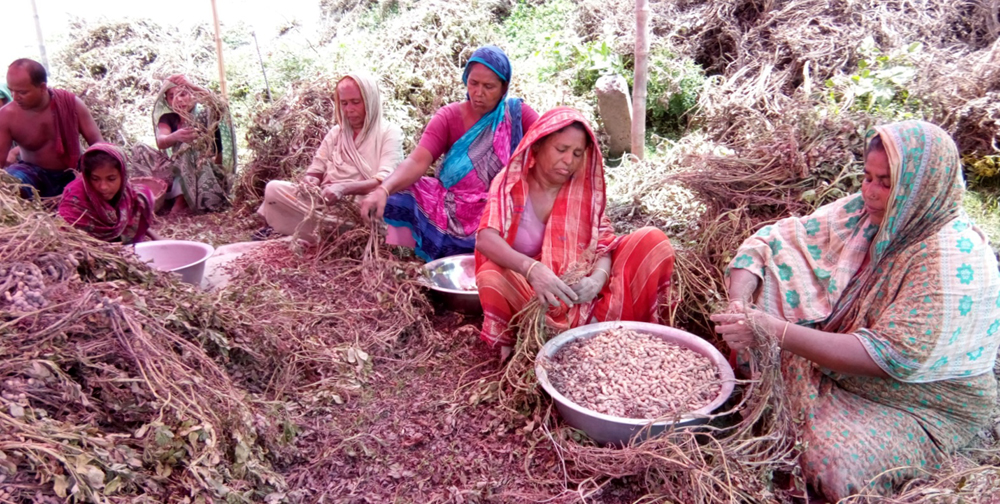 মানিকগঞ্জের চরাঞ্চলে এবার বাদাম চাষীদের মুখে হাসি
