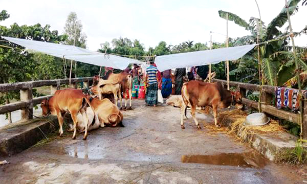 মানিকগঞ্জে পশুর হাটে বন্যার ধাক্কা গরু নিয়ে বিপাকে বানভাসীরা