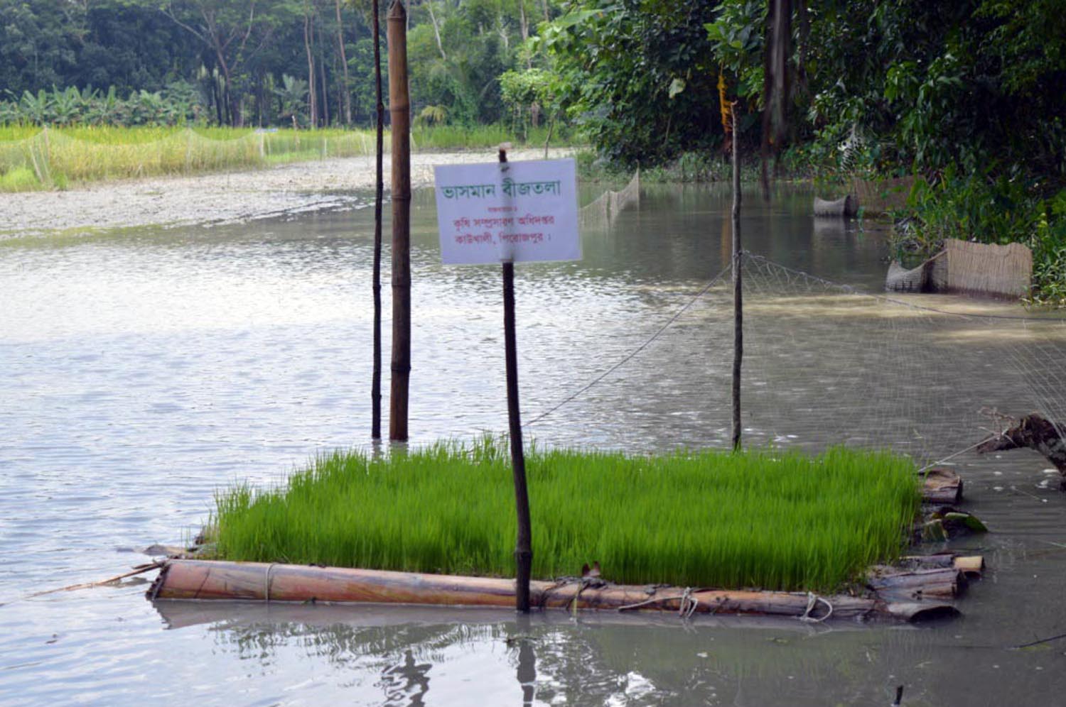 কাউখালীতে জলাবদ্ধ জমিতে আমনের ভাসমান বীজতলা