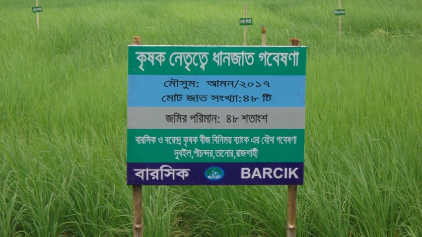 আমাদের ধান ভালো আছে