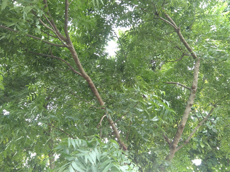 বাড়ির ডাক্তার নিমগাছ