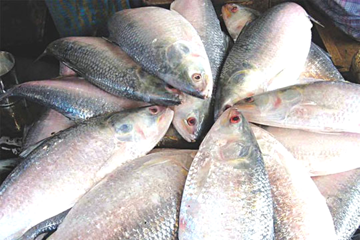 পদ্মা-যমুনায় রুপালি ইলিশের মেলা