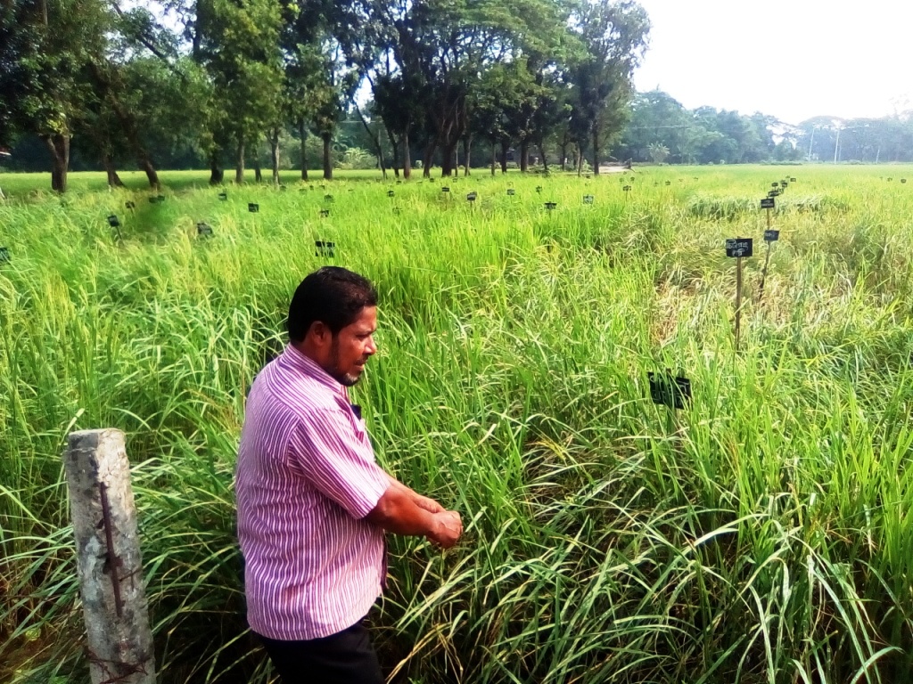 ৫০৪ জাতের ধান নিয়ে গবেষণায় কৃষক সায়েদ আহমেদ খান বাচ্চু