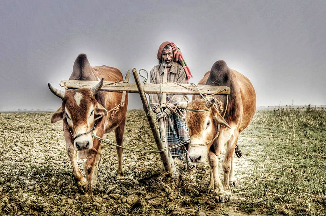বিলুপ্তির পথে বাঙালির চিরচেনা ঐতিহ্য কাঠের লাঙল