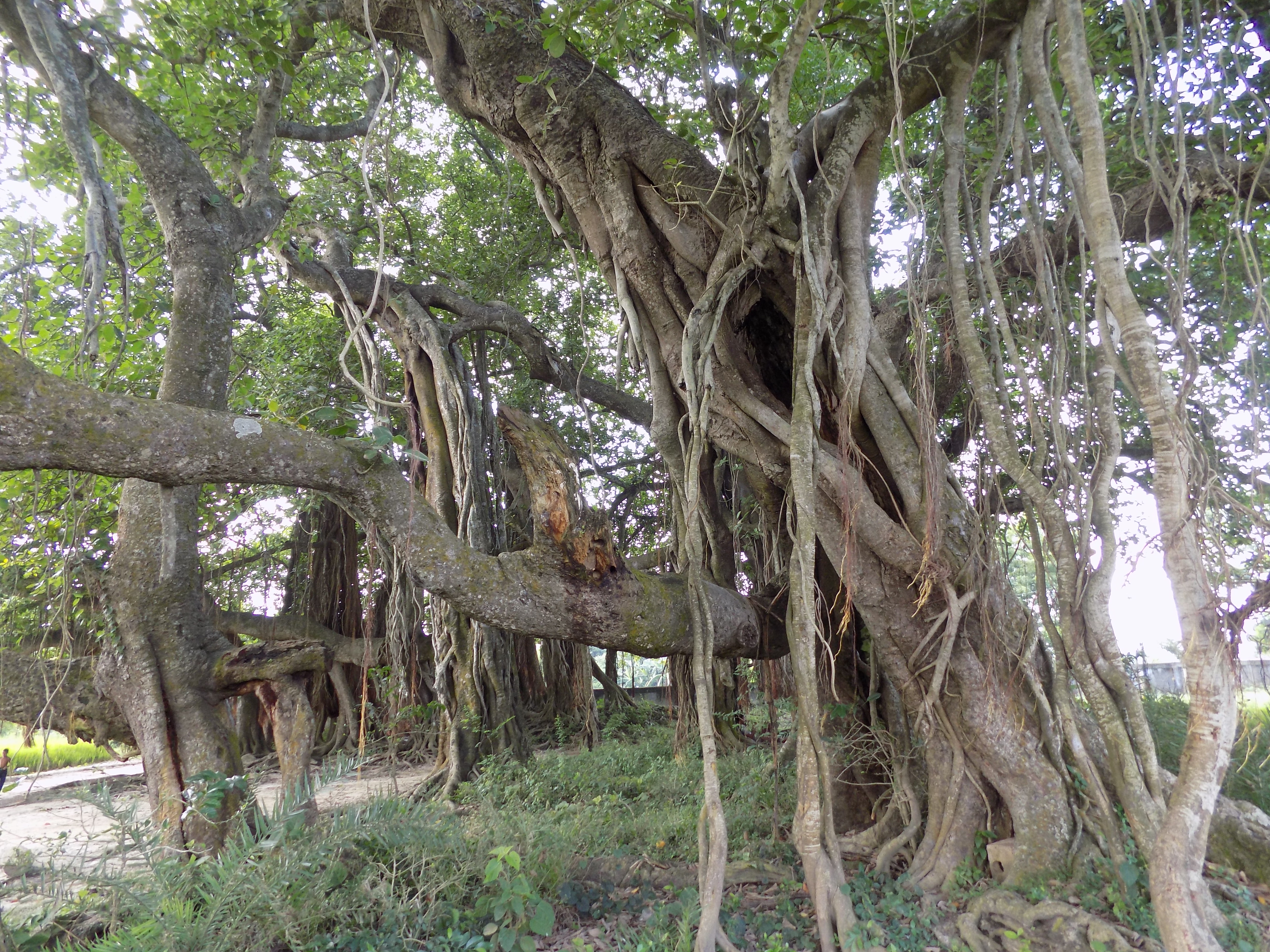 তানোরে রহস্যে ঘেরা বট বৃক্ষ