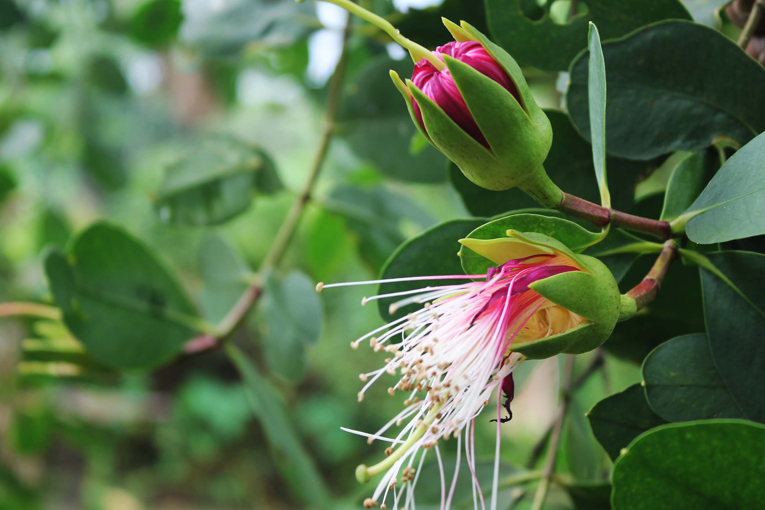 প্রকৃতিবান্ধব ছৈলা