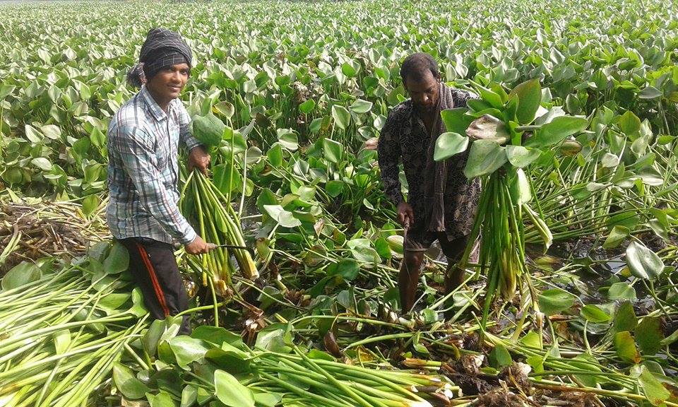 গো খাদ্যের ঘাটতি মোকাবিলায় ভূমিকা রাখছে কচুরিপানা লতাপাতা