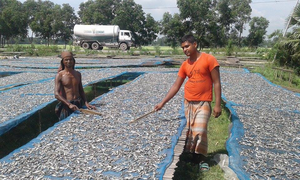 চলনবিলের নারী শুটকী শ্রমিকেরা মজুরি বৈষম্যের শিকার
