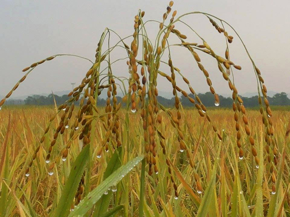 ‘দেখা হয় নাই চক্ষু মেলিয়া