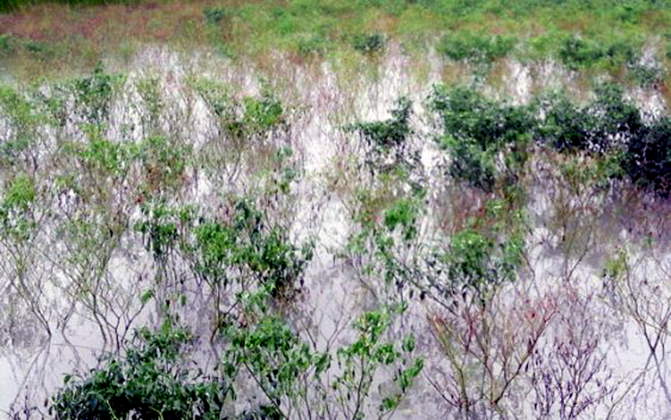 সাটুরিয়ায় শীতকালীন সবজিচাষিরা বিপাকে