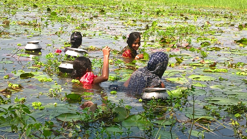 শাপলা- শালুকেই তাদের জীবিকা