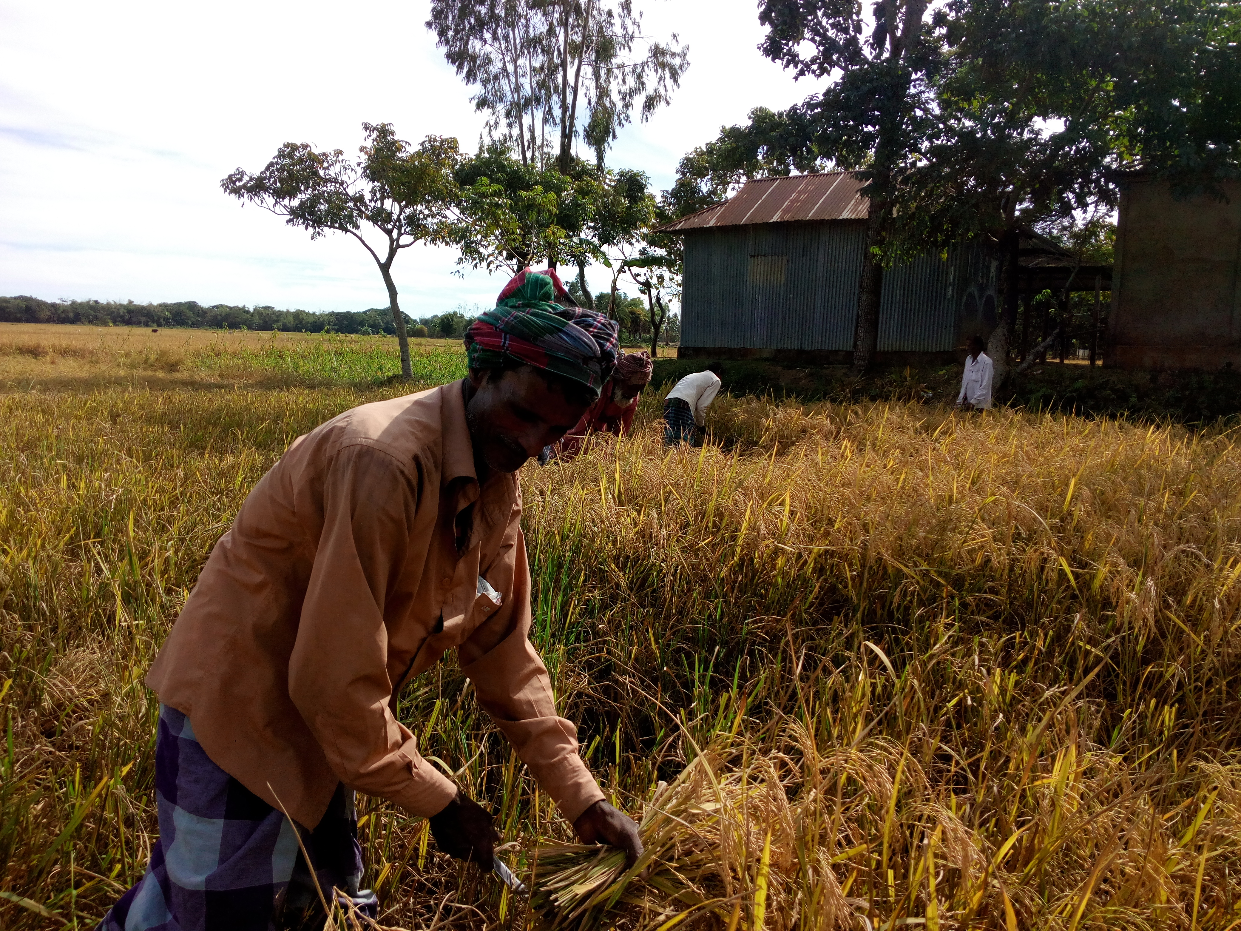 অগ্রহায়ণের ফসল ঘরে আসে নানান রীতি রেওয়াজের সমারোহে