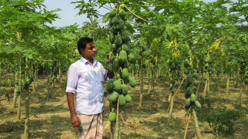 প্রাণীসম্পদ পালনে জৈবকৃষি চর্চা বাড়ে