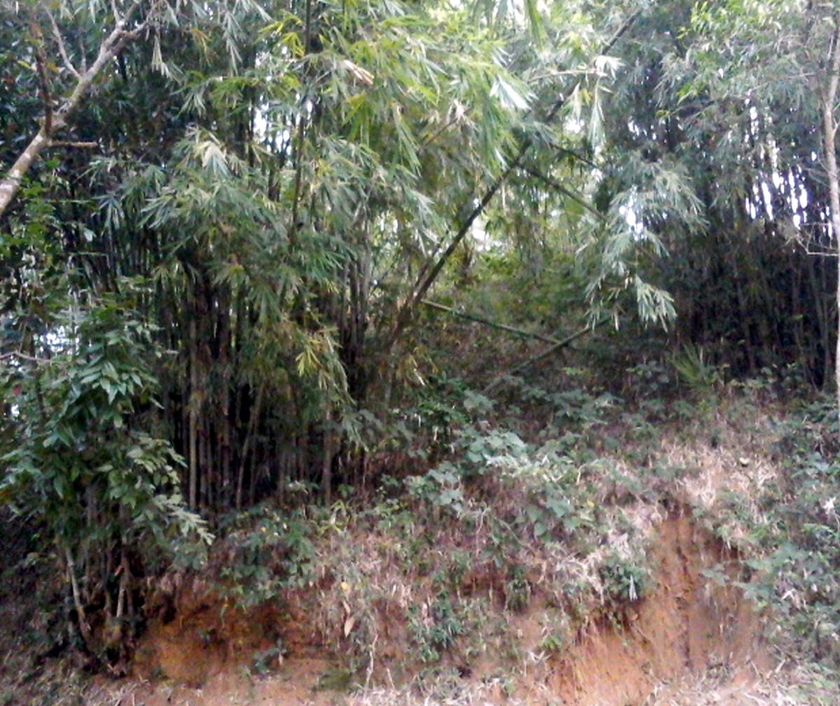 বাঁশই যাদের প্রধান অর্থনৈতিক কর্মযজ্ঞ