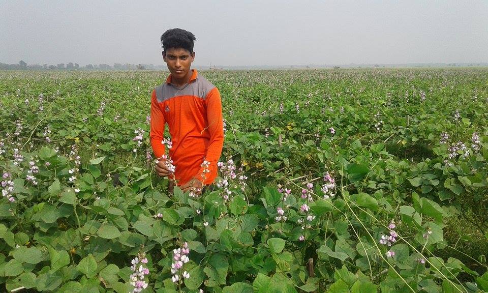 শিমের সাদা গোলাপী নীলাভ ফুলে কৃষকের চোখ