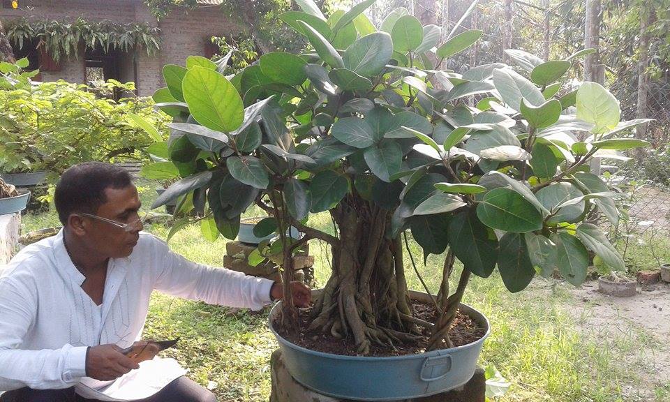 একজন বনশাই শিল্পীর সবটুকু জুড়ে থাকে বৃক্ষ