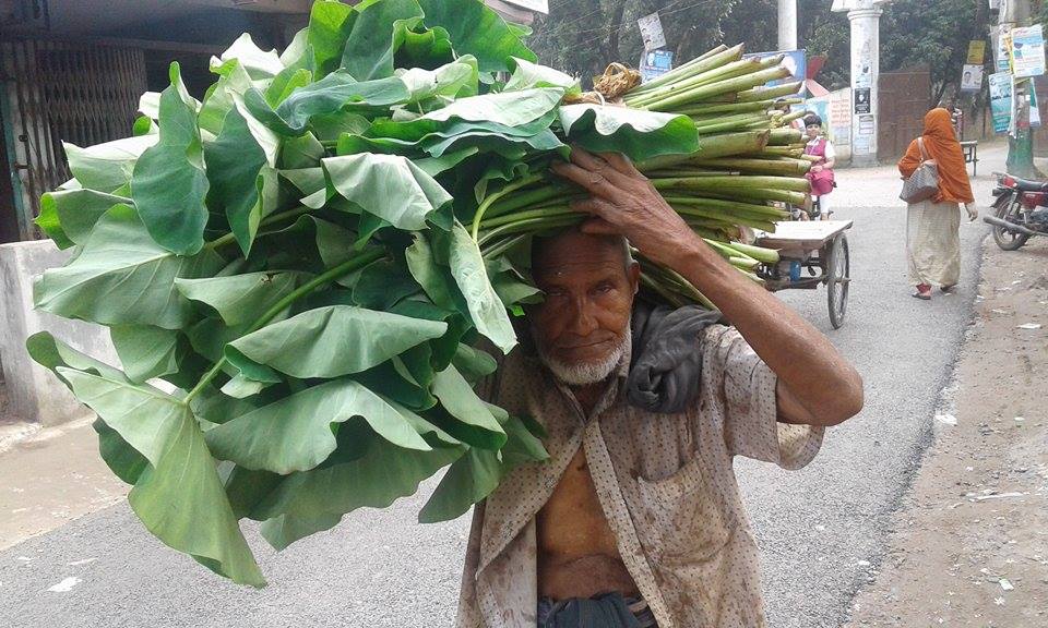 পুষ্টিগুণ সমৃদ্ধ কচু শাকের যোগানদাতা মেছের শাহ্ ভুগছেন অপুষ্টিতে