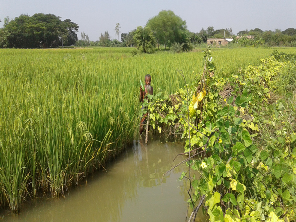 জমিতে খারাপ জিনিস মিশিয়ে মাটি নষ্ট করা উচিৎ নয়- কৃষক আকবর আলী
