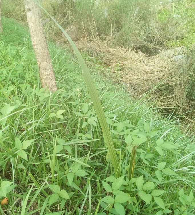 পূরণ হয়েছে প্রত্যাশা