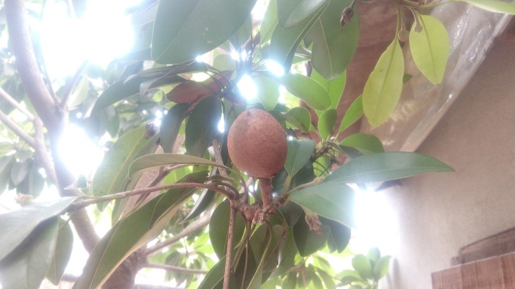 Chofeda Fruit 5